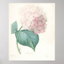 Suche nach rosa hydrangea poster Für sie