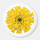 Suche nach marigold magnete Gelb
