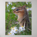 Suche nach das nagetier poster Bezaubernd