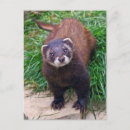 Suche nach polecat poster Senf