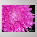 Suche nach asteraceae Blume