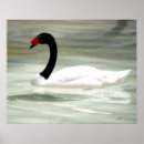 Suche nach weiße vögel poster Schwan