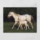 Suche nach stute mit fohlen postkarten Appaloosa
