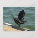 Suche nach krähe postkarten Wild