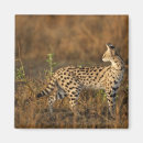 Suche nach kenia magnete Tierwelt