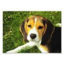 Suche nach beagle poster Tierfreunde