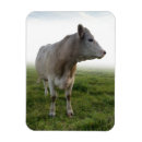 Suche nach weide magnete Kuh