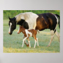 Suche nach filly poster Bauernhof