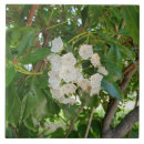 Suche nach cluster fliesen Natur