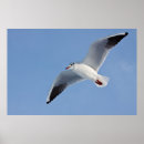 Suche nach möwen poster Himmel