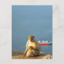 Suche nach ape postkarten Affe
