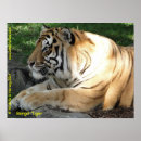Suche nach bengalischer tiger poster Wildtiere