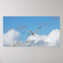 Suche nach küstenvögel poster Ozean