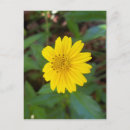 Suche nach osteospermum poster Durchtränkt