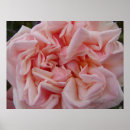 Suche nach vintage rosa rosen poster Für sie