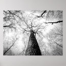 Suche nach schwarzer baum poster Wald
