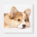 Suche nach pembroke welsh corgi magnete Dog