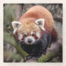 Suche nach panda untersetzer Wild