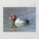 Suche nach drake postkarten Teich