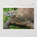 Suche nach komodo drache Wild