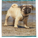 Suche nach niedlicher mops Jungtier