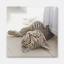 Suche nach kitten magnete Niedliche tiere