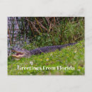 Suche nach alligatoren postkarten Sumpf