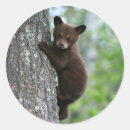 Suche nach braunbär aufkleber Tragen