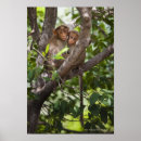 Suche nach zwei affen poster Liebe