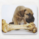 Suche nach studioschuß elektronik zubehör Reinrassiger hund