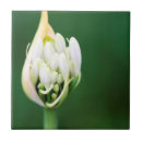 Suche nach kapstadt fliesen Tag