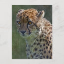 Suche nach gepard postkarten Tiere