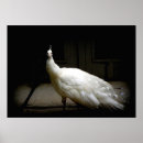 Suche nach weiße vögel poster Natur