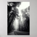 Suche nach mammutbaum poster Natur