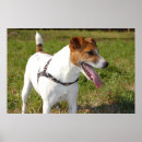Suche nach jack russell terrier poster Fotografie