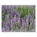 Suche nach lavendel foto poster Blume