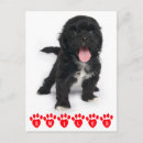 Suche nach shih tzu postkarten Welpe