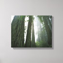 Suche nach redwood leinwandbilder Wald