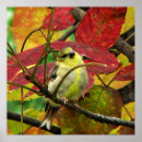 Suche nach goldschmied poster Vögel