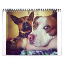 Suche nach pitbulls kalender Haustiere