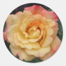 Suche nach hybrid aufkleber Rose