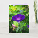 Suche nach solo karten Blume