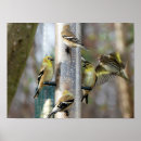 Suche nach fink poster Goldfinch