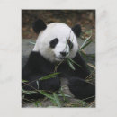 Suche nach chengdu postkarten Bambus