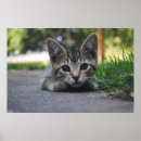 Suche nach tabby poster Kätzchen