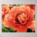 Suche nach ranunculus poster Orange