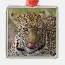 Suche nach wild lebende tiere ornamente Dschungel