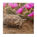 Suche nach krankheit fliesen Tier