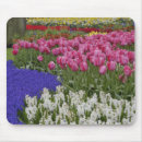 Suche nach weiße blüten mousepads Rosa