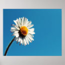 Suche nach dämmerung poster Blume